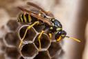 Frontline Wasp Control Adelaide logo